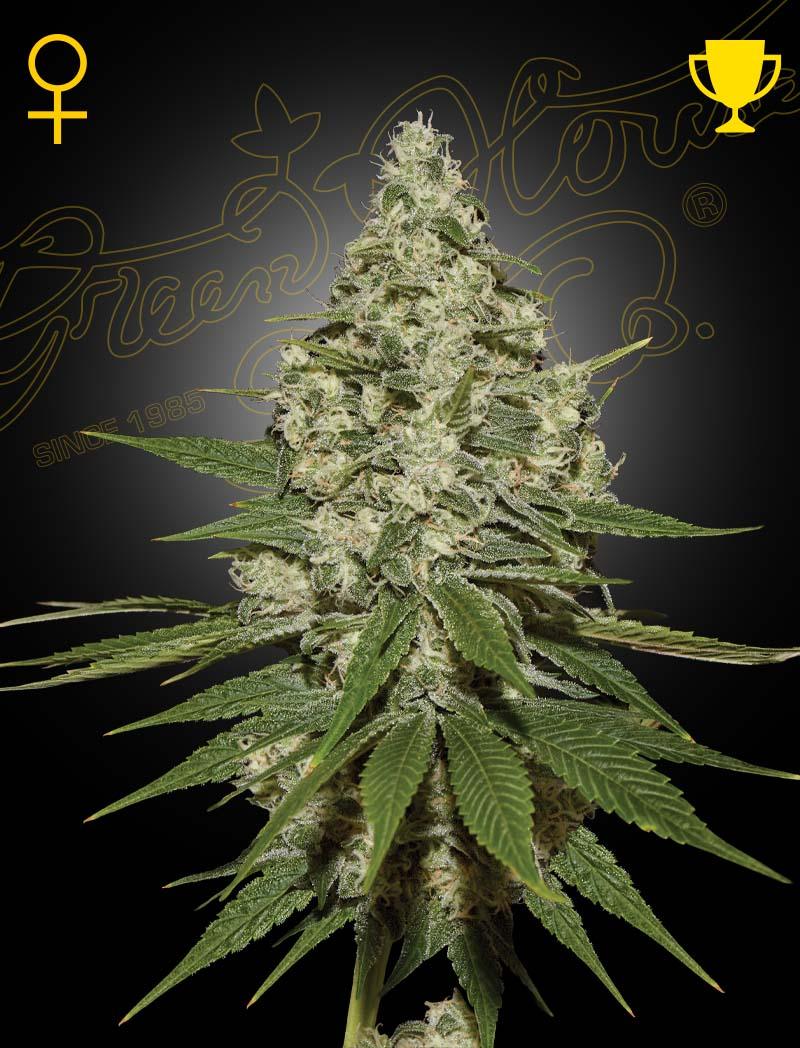 greenhouse-seeds-super-lemon-haze
