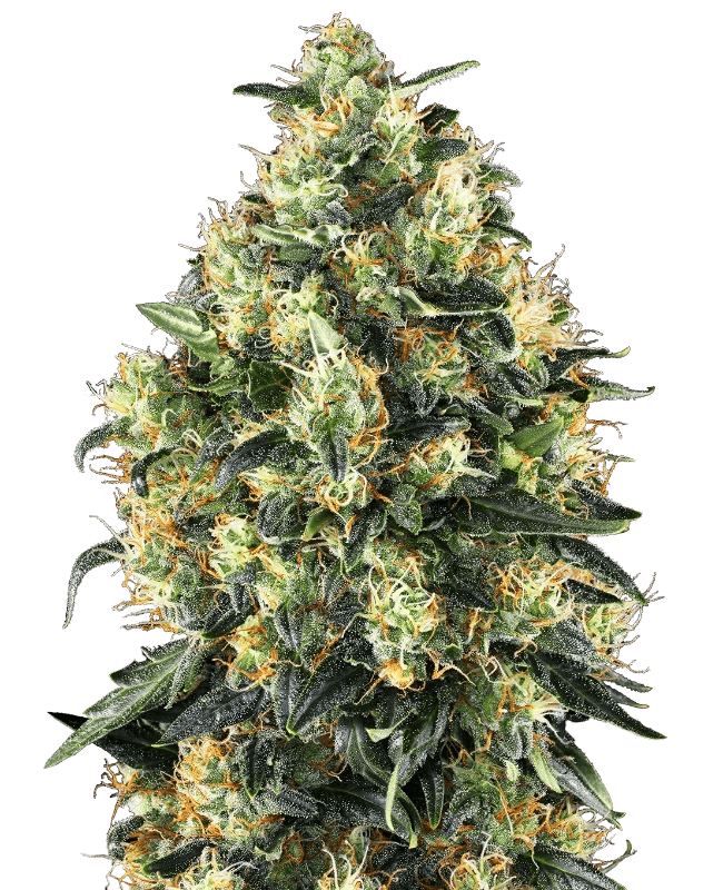 sensi-seeds-super-skunk-auto
