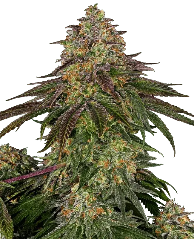 sweet-cherry-kush-sensi-seeds