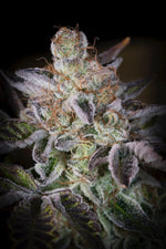sweetopia-paradise-seeds