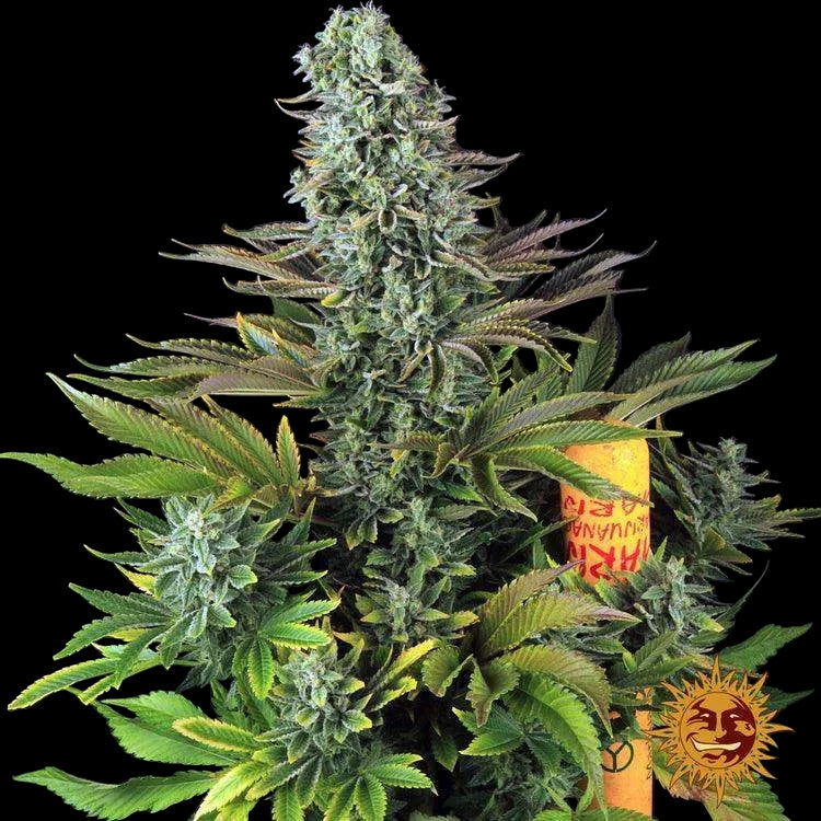 erntereife Tropicanna Banana Cannabispflanze