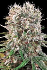 paradise-seeds-wappa