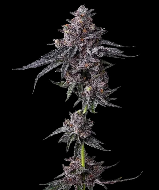 blühende cannabisflanze der Sorte Zillions von Barneys Farm