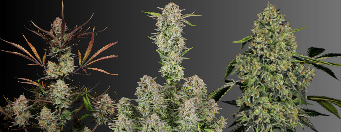 was-sind-autoflower-samen