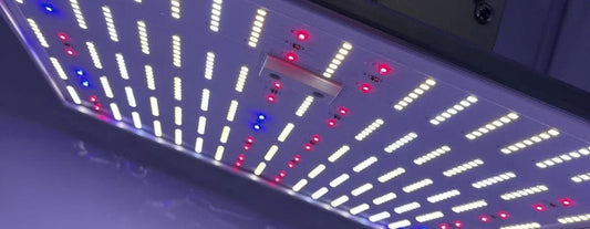 led-lampen-im-cannabisanbau