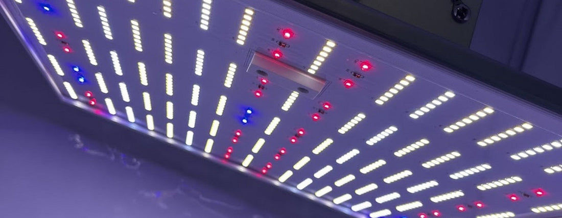 led-lampen-im-cannabisanbau