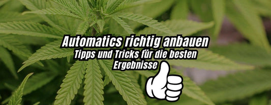 autoflower cannabis samen richtig anbauen blog