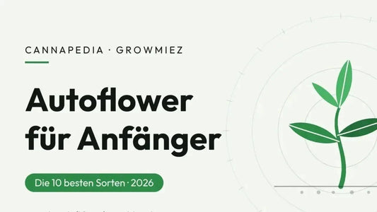Die besten Autoflower Samen für Anfänger