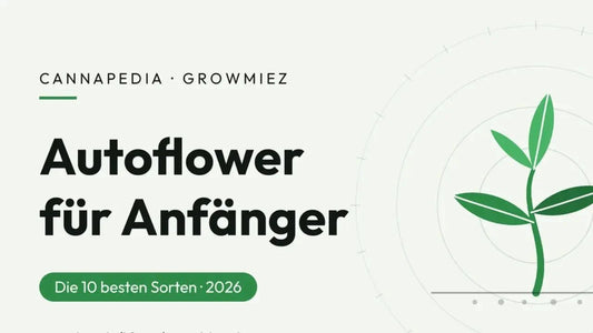 Die besten Autoflower Samen für Anfänger