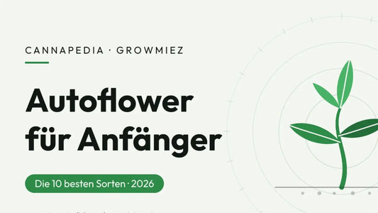 Die besten Autoflower Samen für Anfänger