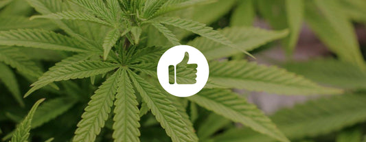 Autoflower Cannabis Samen richtig anbauen – Pro Tipps und Tricks