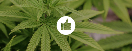 Autoflower richtig anbauen – Pro Tipps und Tricks