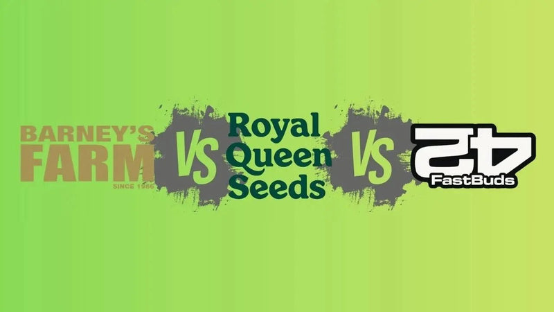 Barney's Farm, Royal Queen Seeds und Fast Buds im Vergleich