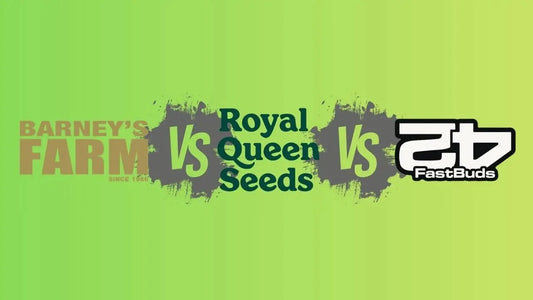 Barney's Farm, Royal Queen Seeds und Fast Buds im Vergleich