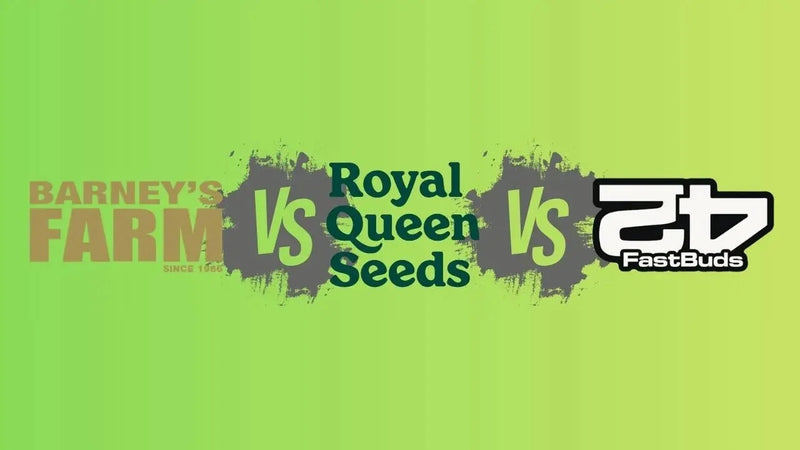 Barney's Farm, Royal Queen Seeds und Fast Buds im Vergleich