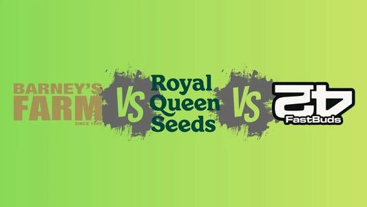 Barney's Farm, Royal Queen Seeds und Fast Buds im Vergleich