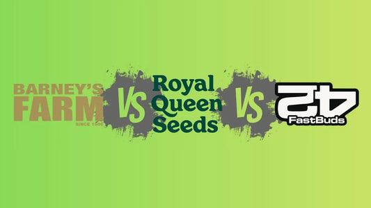 Barney's Farm, Royal Queen Seeds und Fast Buds im Vergleich