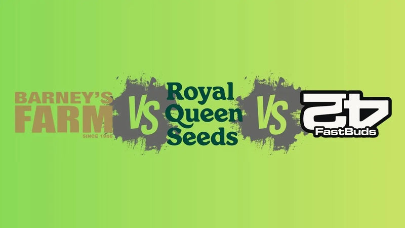 Barney's Farm, Royal Queen Seeds und Fast Buds im Vergleich