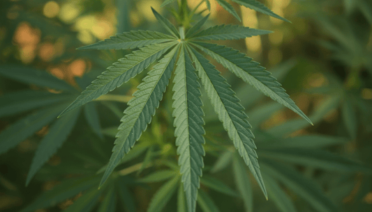 Cannabis Samen kaufen: Die besten Sativa Cannabis Sorten 2026