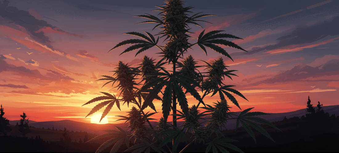 die besten Autoflower Sorten für Outdoor 2026