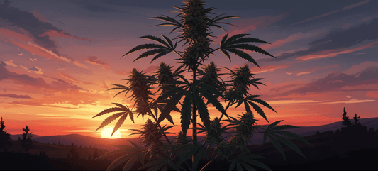 die besten Autoflower Sorten für Outdoor 2026