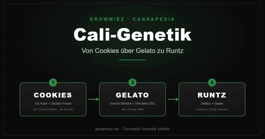 Stammbaum der Cali-Genetik: von Girl Scout Cookies über Gelato zu Runtz 