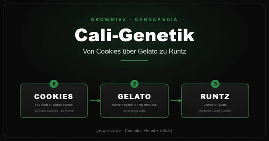 Stammbaum der Cali-Genetik: von Girl Scout Cookies über Gelato zu Runtz 