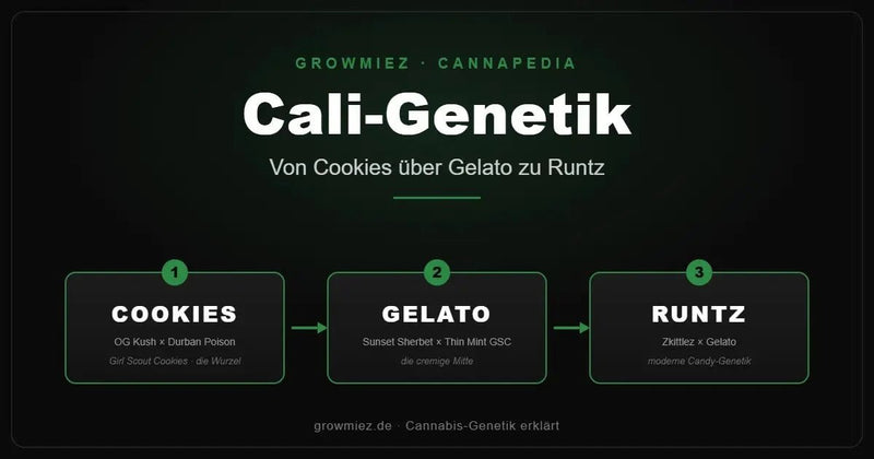 Stammbaum der Cali-Genetik: von Girl Scout Cookies über Gelato zu Runtz 