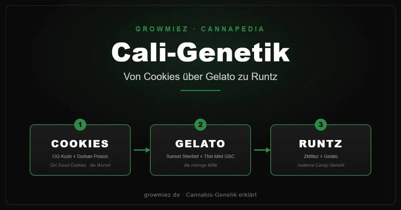 Stammbaum der Cali-Genetik: von Girl Scout Cookies über Gelato zu Runtz 