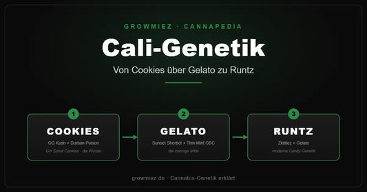 Stammbaum der Cali-Genetik: von Girl Scout Cookies über Gelato zu Runtz 