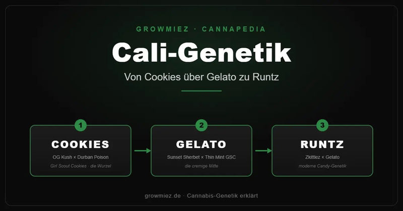 Stammbaum der Cali-Genetik: von Girl Scout Cookies über Gelato zu Runtz 
