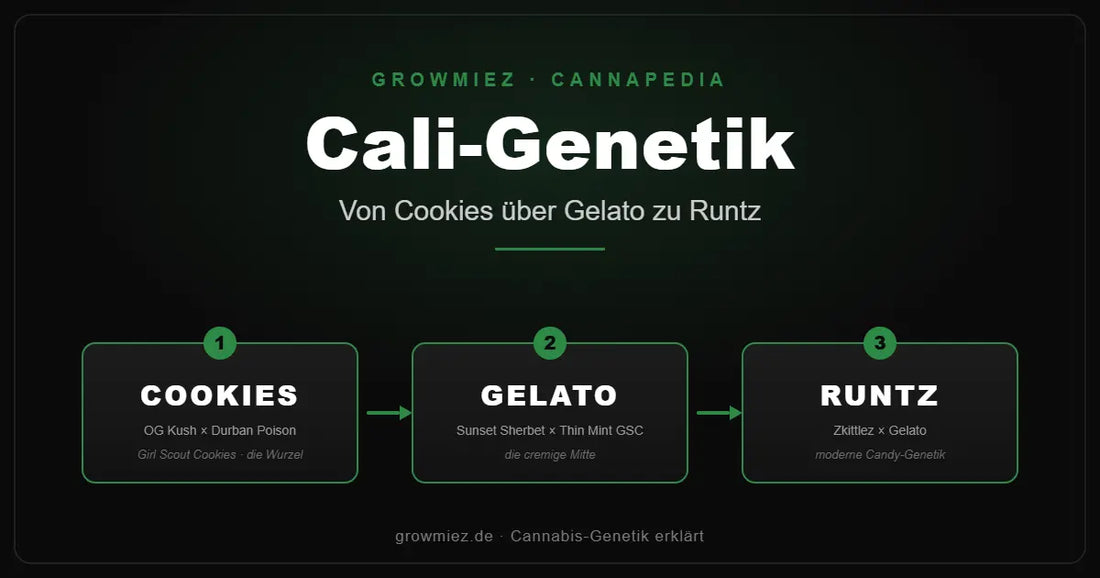 Stammbaum der Cali-Genetik: von Girl Scout Cookies über Gelato zu Runtz 
