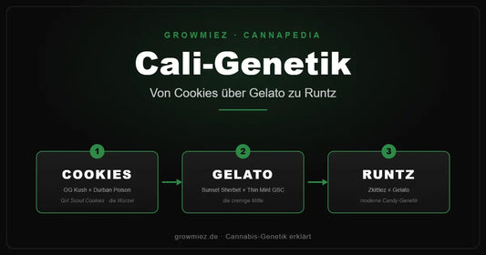 Stammbaum der Cali-Genetik: von Girl Scout Cookies über Gelato zu Runtz 