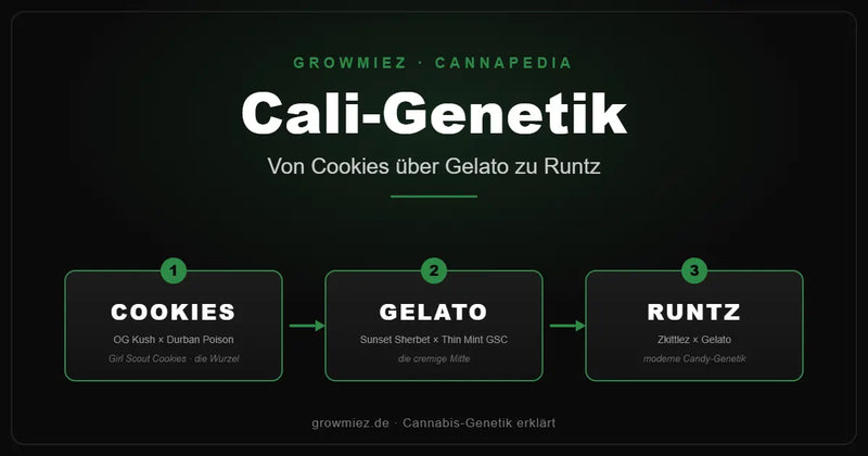 Stammbaum der Cali-Genetik: von Girl Scout Cookies über Gelato zu Runtz 