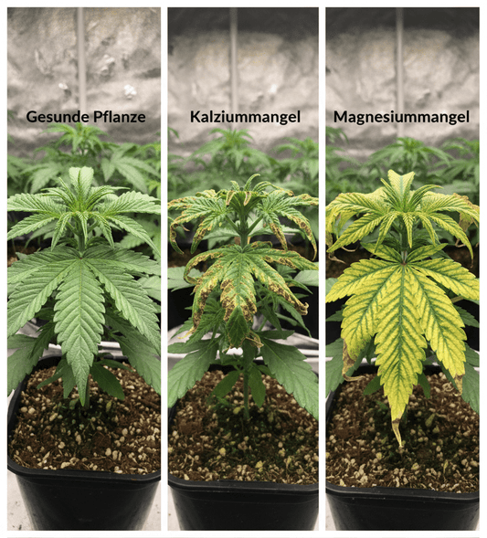 CalMag Dünger für den Cannabisanbau richtig dosieren
