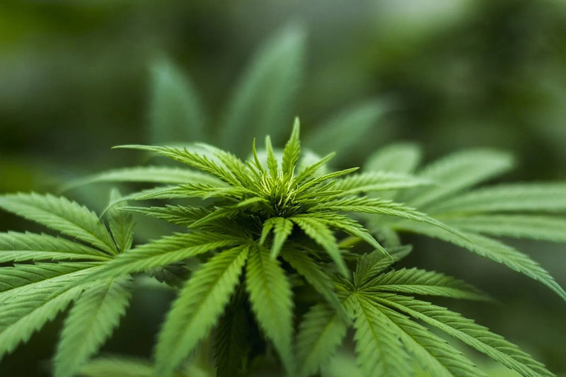 Cannabis-Anbau für Anfänger: junge Cannabis-Pflanze im Indoor-Setup