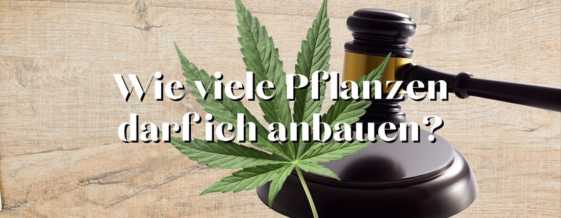 wie viele cannabispflanzen darf ich anbauen?