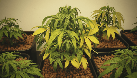 Pflanzenkrankheiten beim Cannabisanbau – Ursachen, Symptome und Prävention