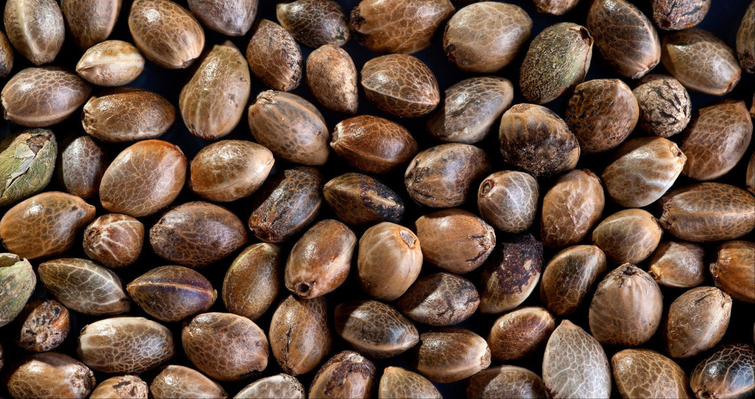 cannabis-samen-kaufen