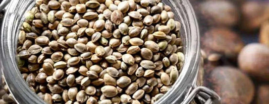 cannabis-samen-lagern