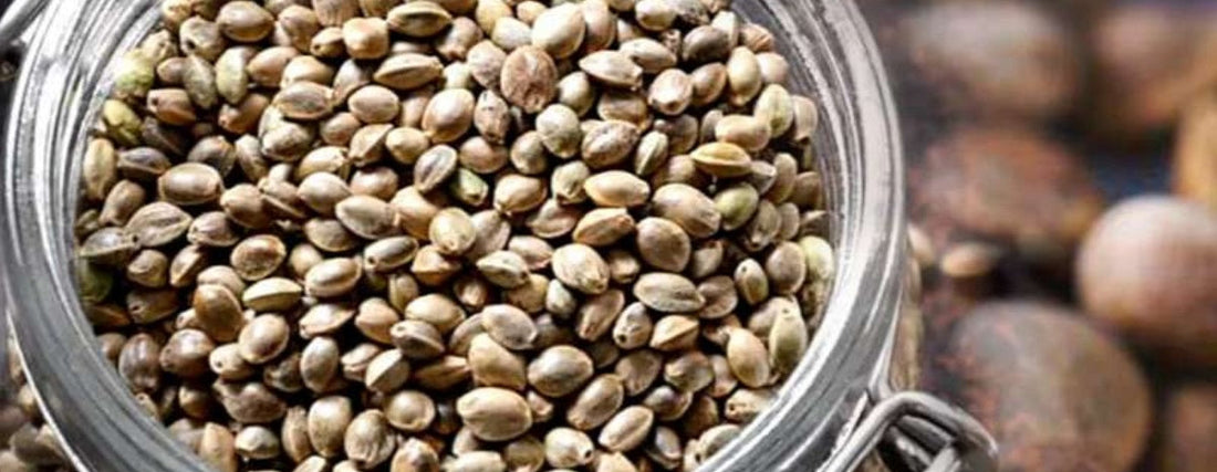 cannabis-samen-lagern