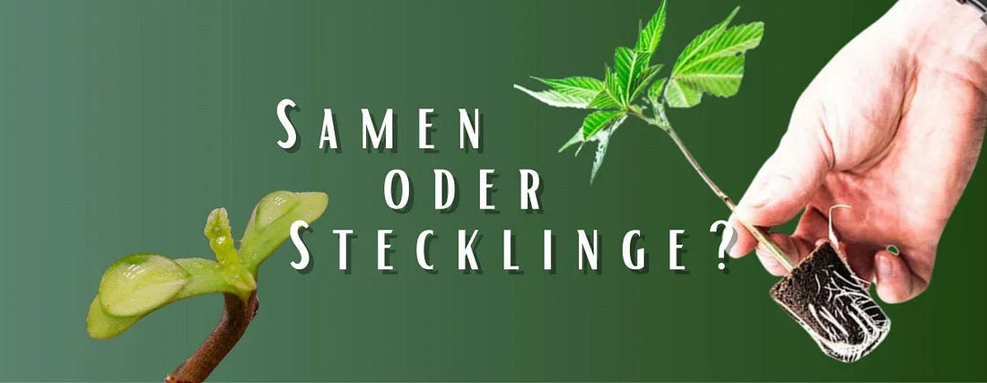 Vor- und Nachteile beim Anbau mit Cannabis Samen und Stecklingen