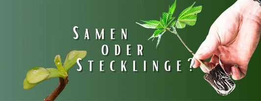 Vor- und Nachteile beim Anbau mit Cannabis Samen und Stecklingen