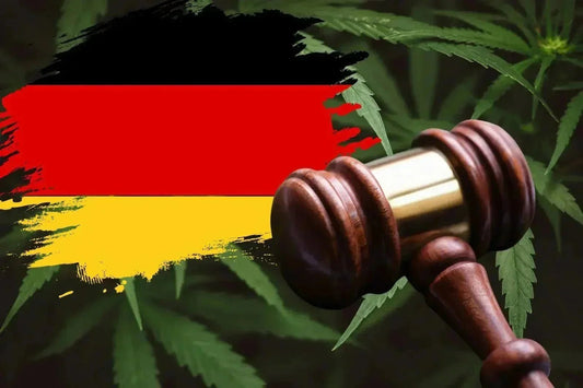 Cannabis Recht 2026
