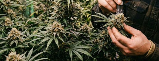 Cannabispflanzen richtig ernten