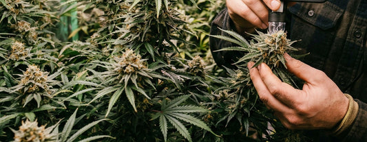 Cannabispflanzen richtig ernten