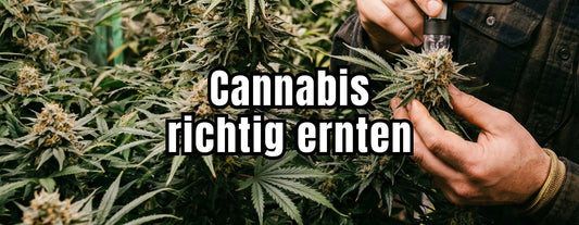Cannabispflanzen richtig ernten: Den perfekten Zeitpunkt erkennen