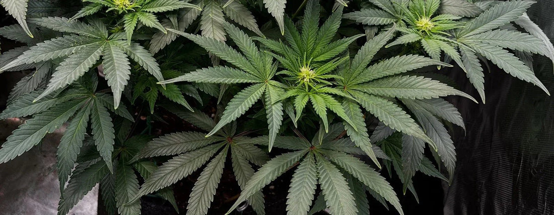 Old School Indica Cannabis Sorten und ihre Samen