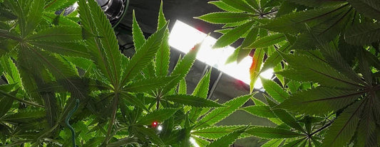 die-besten-cannabis-samen-für-anfänger