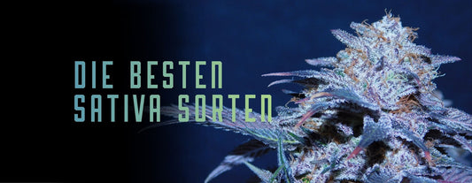 Die besten Sativa Cannabis Sorten 2026: Unsere Top-Auswahl & Tipps